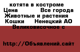 котята в костроме › Цена ­ 2 000 - Все города Животные и растения » Кошки   . Ненецкий АО,Великовисочное с.